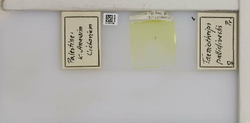 Tenothrips pallidivestis (Priesner, 1926) - 014237558_833550_1613927_157773_NonType