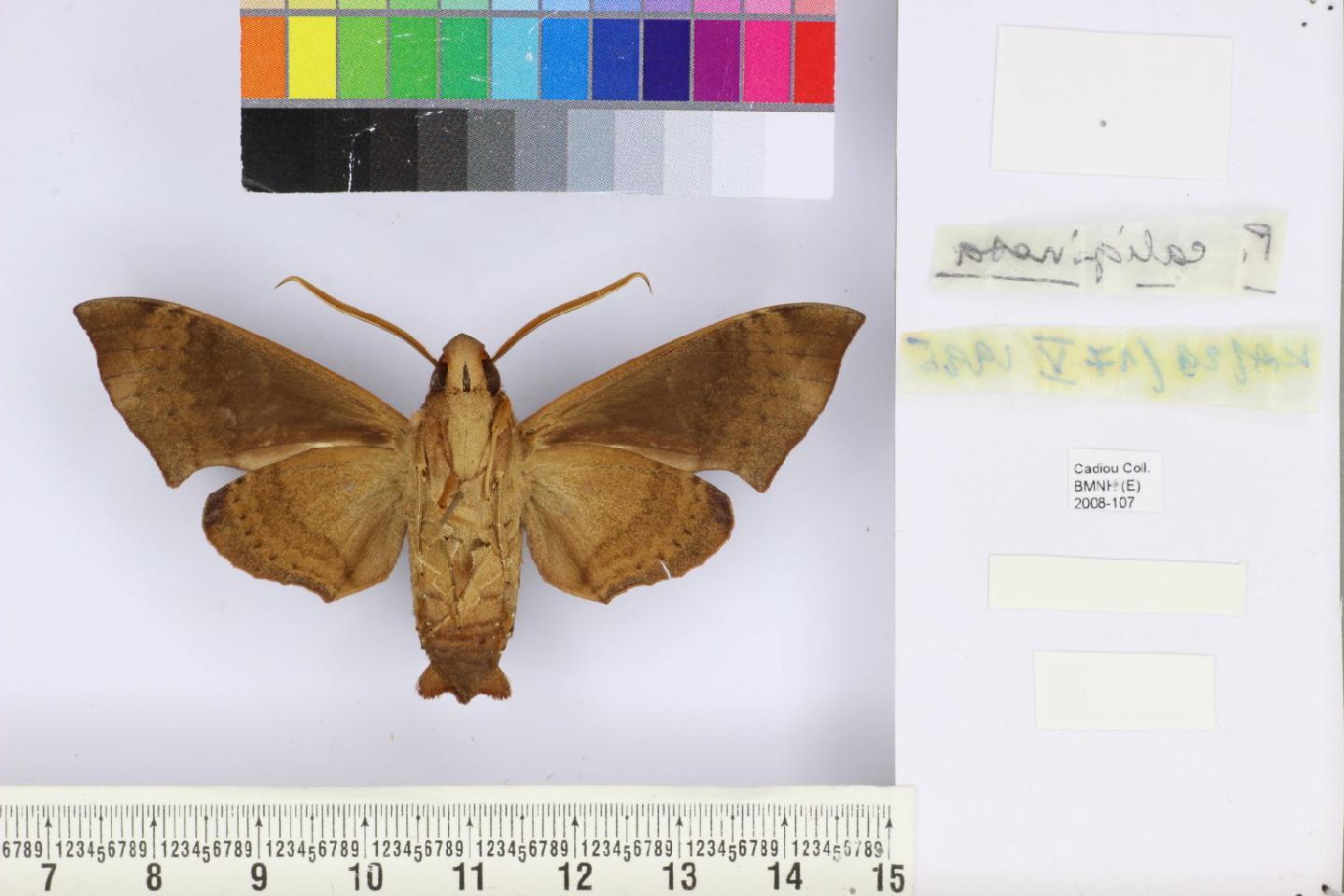 Pachygonidia caliginosa thumbnail