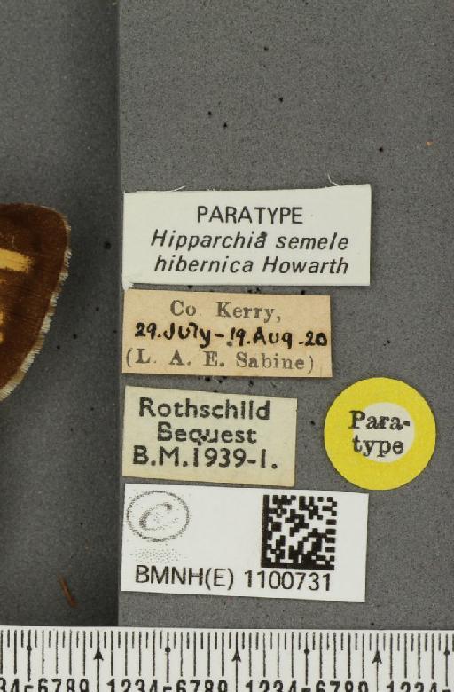 Hipparchia semele hibernica Howarth, 1971 - BMNHE_1100731_label_11822