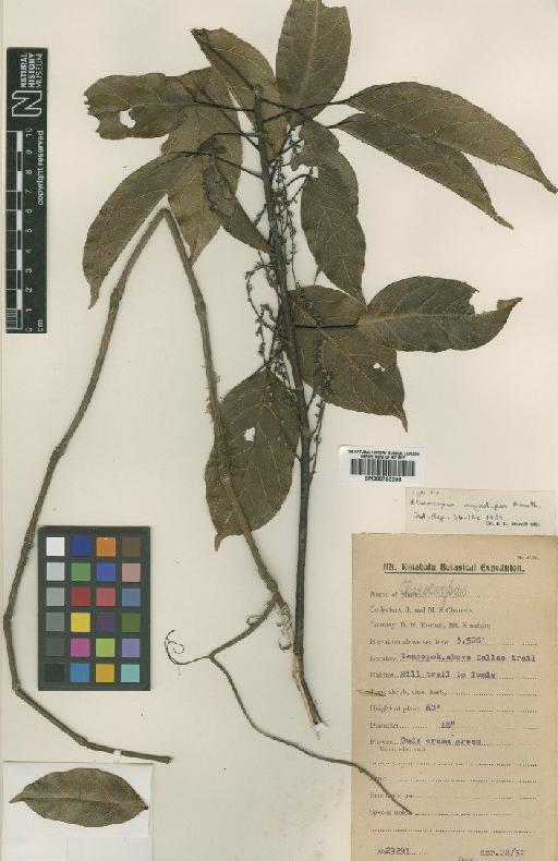 Elaeocarpus angustipes R.Knuth - BM000795205