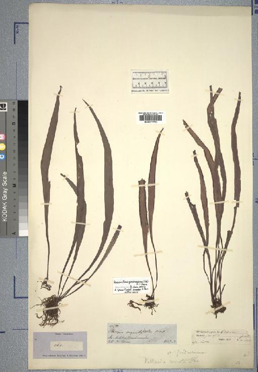 Pteropsis angustifolia (Sw.) Desr. - Spruce - BM000777742