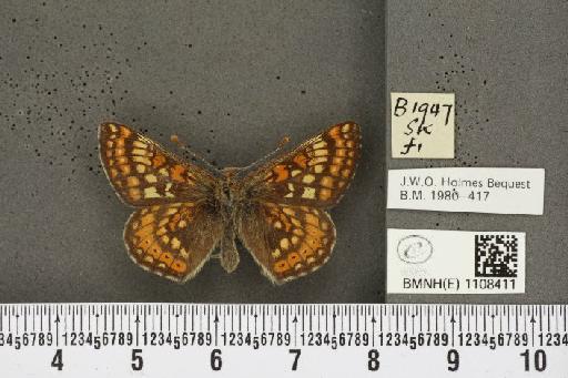 Euphydryas aurinia (Rottemburg, 1775) - BMNHE_1108411_48803