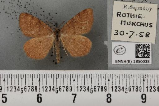 Macaria brunneata (Thunberg, 1784) - BMNHE_1850038_423282