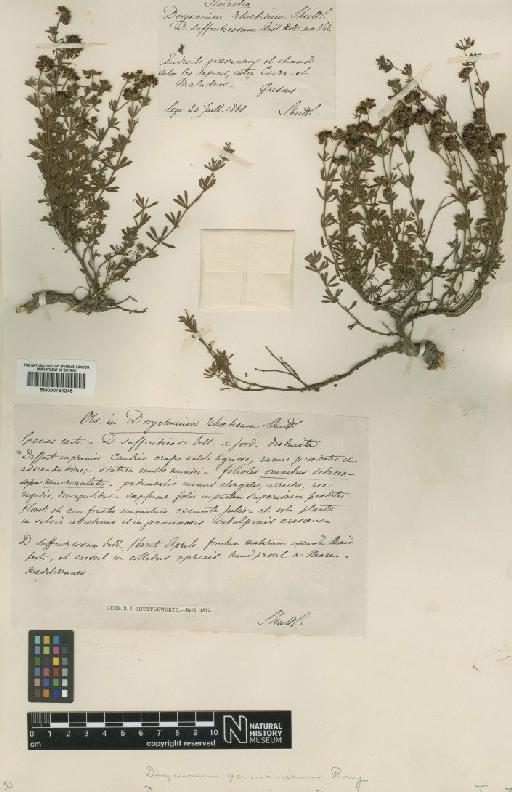 Dorycnium pentaphyllum subsp. germanicum (Gremli) Gams - BM000751245