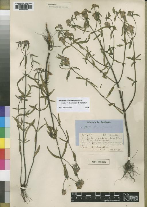 Haumaniastrum caeruleum (Oliv.) P.A.Duvign. & Plancke - BM000910065