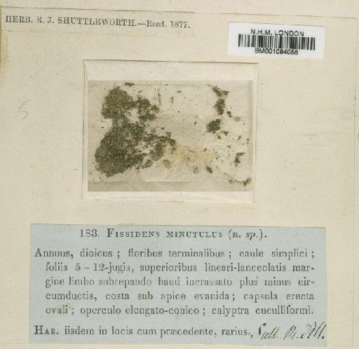 Fissidens limbatus Sull. - BM001094058