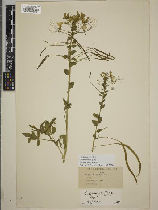 Cleome spinosa Jacq. - BM000574108