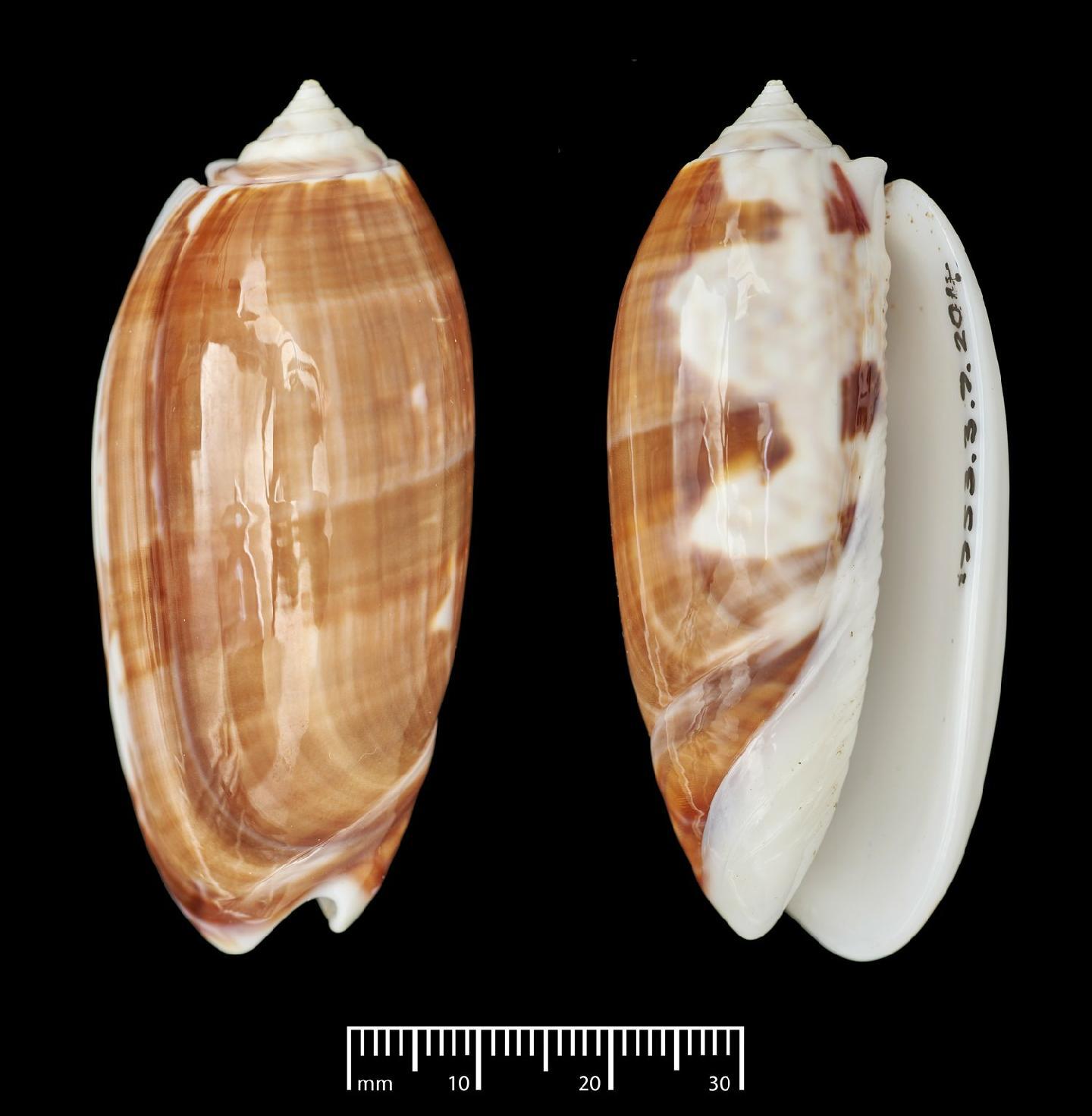 To NHMUK collection (Oliva mascarena Tursch & Greifeneder, 1996; Holotype & Paratype(s); NHMUK:ecatalogue:2443237)