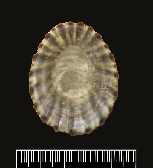 Patella redimiculum Reeve, 1854 - 20100514_1a