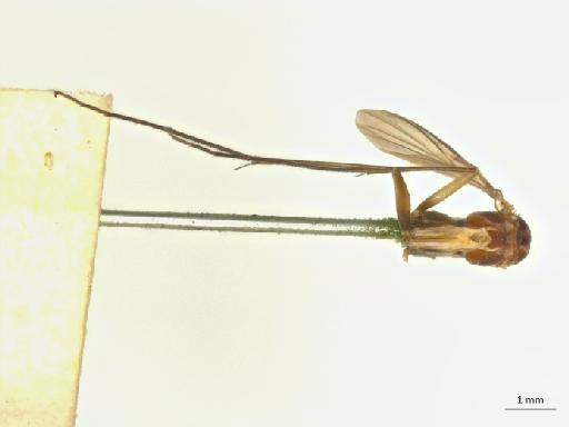 Ceroplatus longimanus Williston, 1896 - 013451010_ventral_habitus