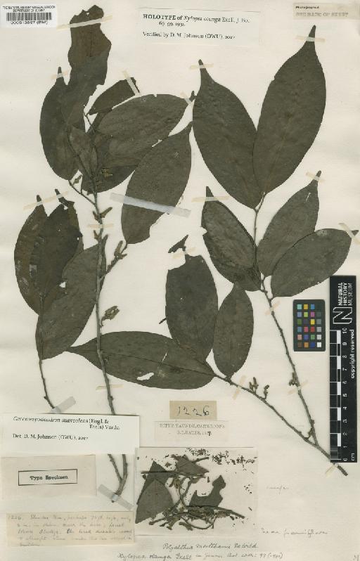 Greenwayodendron suaveolens (Engl. & Diels) Verdc. - BM000513697