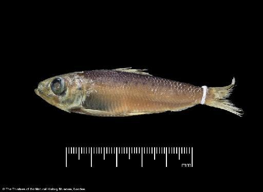 Herklotsichthys lossei Wongratana, 1983 - BMNH 1976.8.19.78, HOLOTYPE, Herklotsichthys lossei