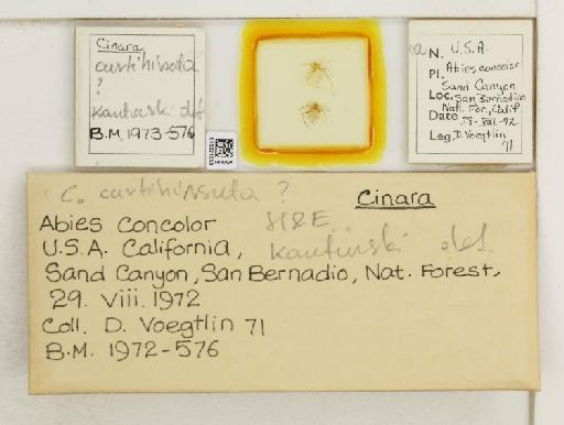 Cinara curtihirsuta Hottes & Essig, 1954 - 015321058_112964_1093750_157842_NoStatus