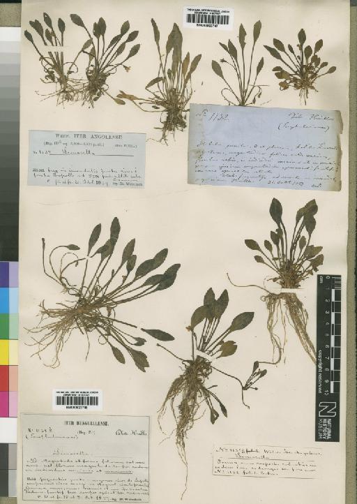 Limosella aquatica var. alismoides Welw. - BM000923748