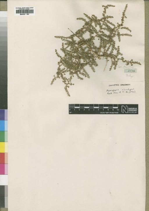Asparagus microraphis (Kunth) Baker - BM000911596