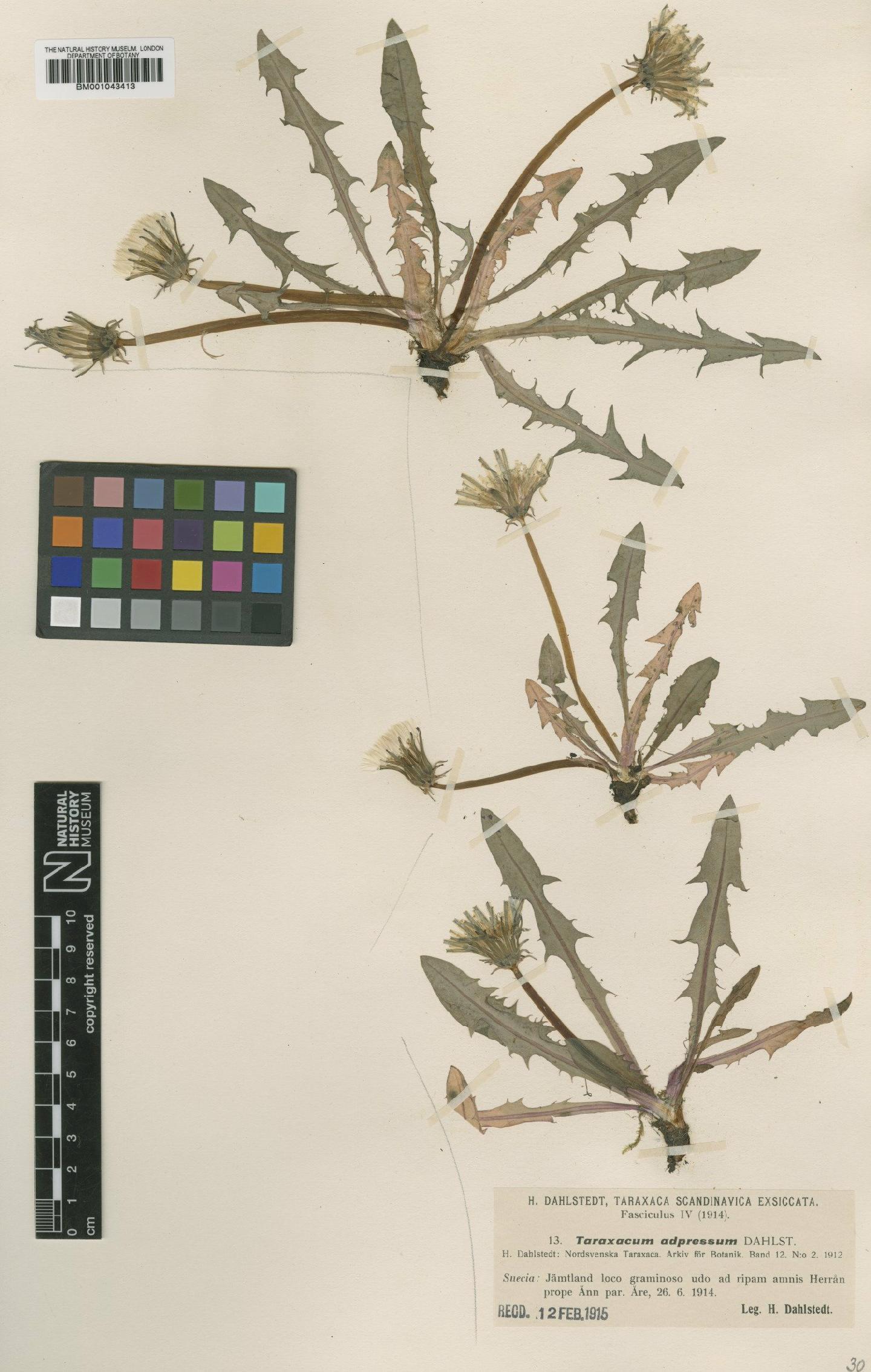 To NHMUK collection (Taraxacum adpressum Dahlst.; Type; NHMUK:ecatalogue:1998055)