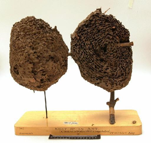 Crematogaster rogenhoferi Mayr, 1879 - Hymenoptera Nest BMNH(E) 650900