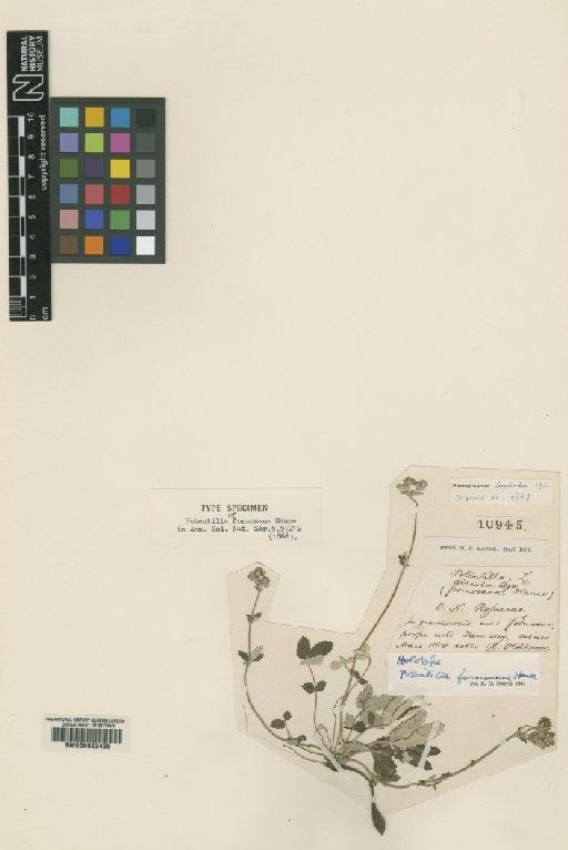 Potentilla formosana Hance - BM000622425