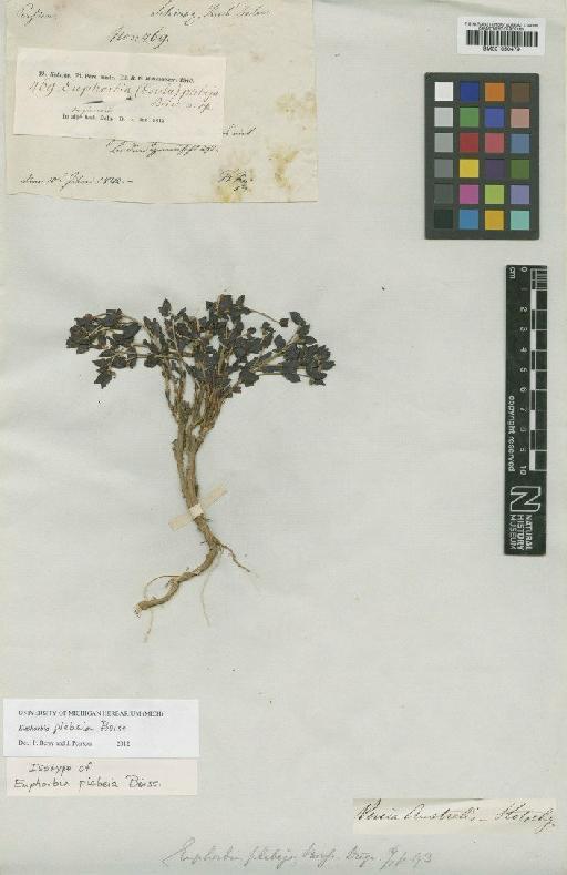 Euphorbia plebeia Boiss. - BM001050479