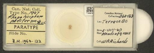 Rhopalosiphum padi Linnaeus, 1758 - 010106813_112779_1095923