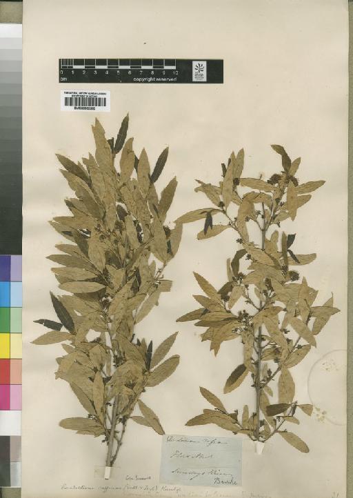Combretum salicifolium - BM000902283