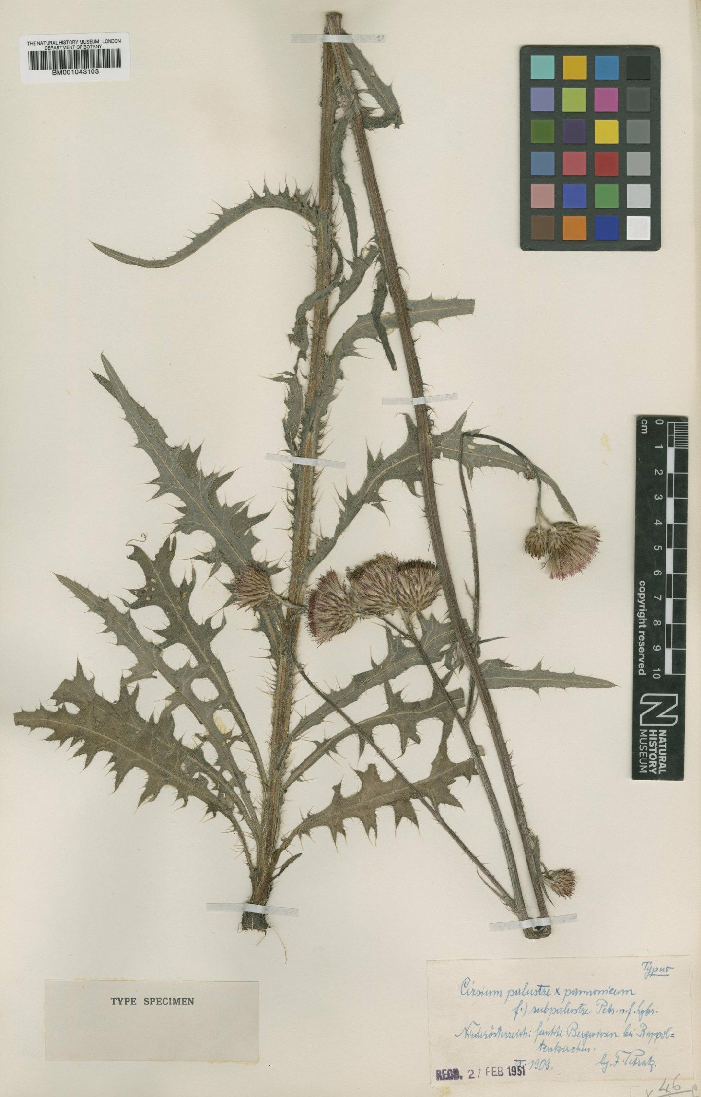 To NHMUK collection (Cirsium palustre (L.) Scop; NHMUK:ecatalogue:1983794)