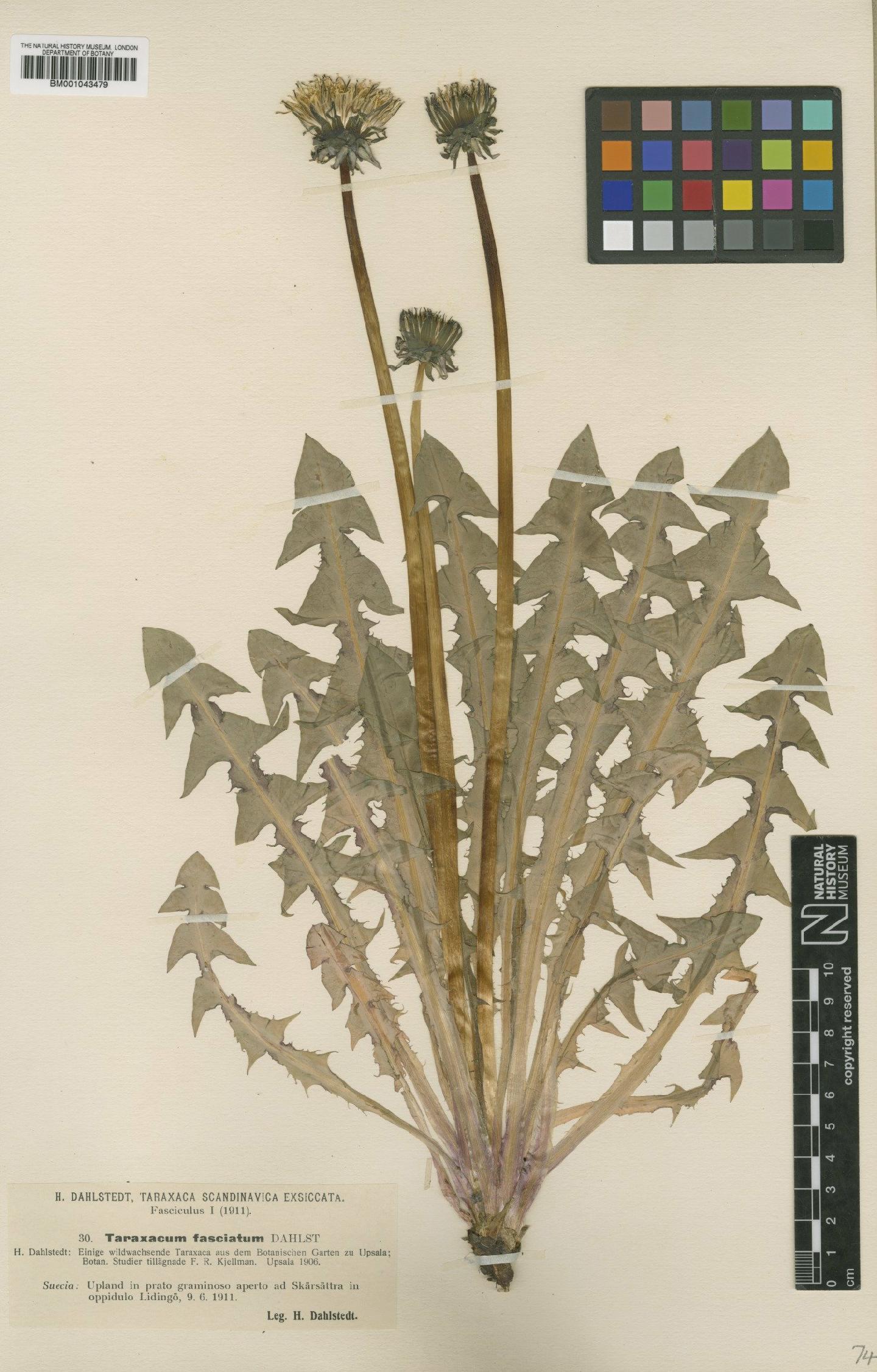 To NHMUK collection (Taraxacum fasciatum Dahlst; Type; NHMUK:ecatalogue:1998598)