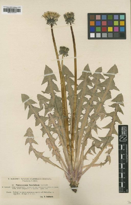 Taraxacum fasciatum Dahlst - BM001043479