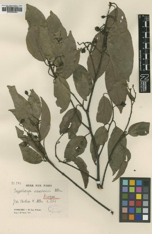 Cryptocarya annamensis C.K.Allen - BM000950884