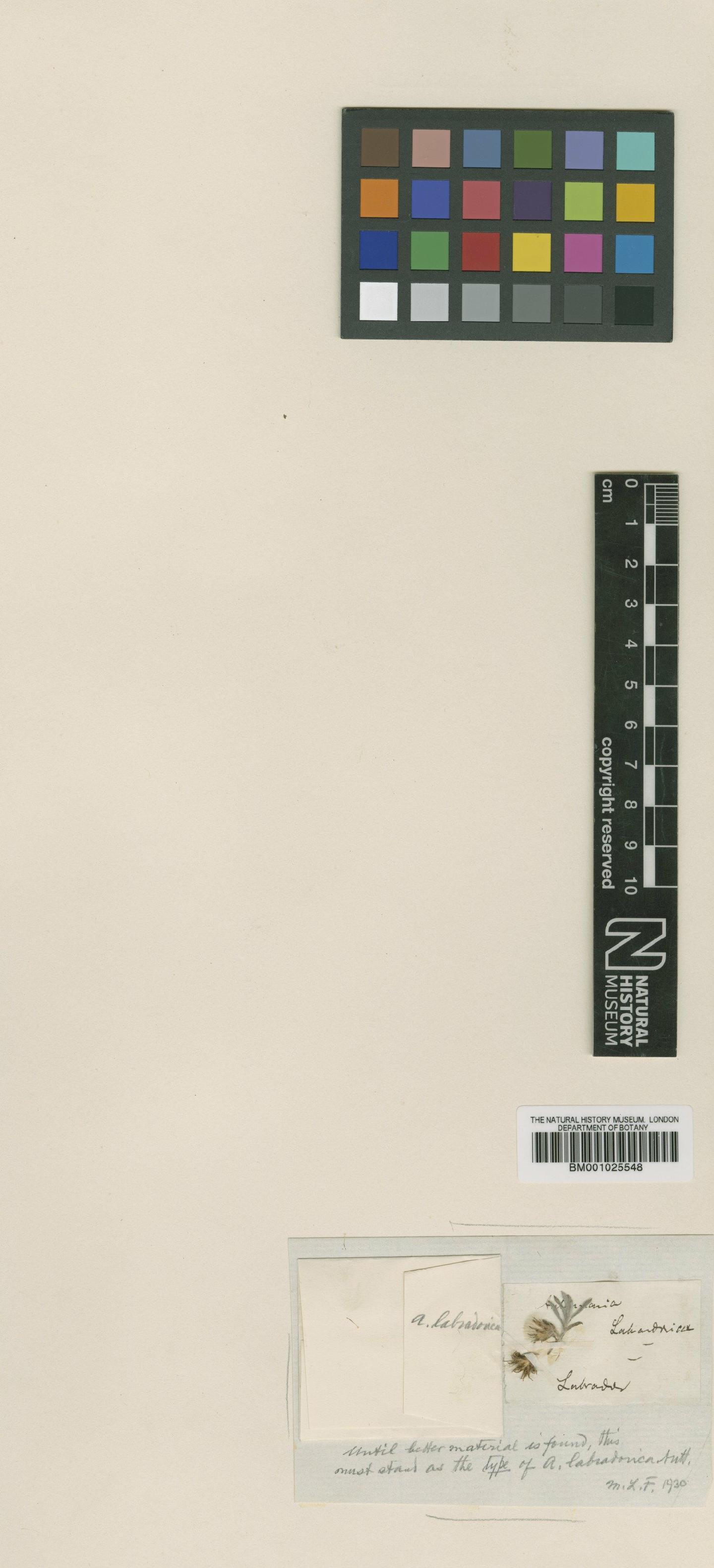 To NHMUK collection (Antennaria labradorica Nutt.; Type; NHMUK:ecatalogue:1154471)