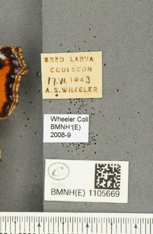 Aglais urticae (Linnaeus, 1758) - BMNHE_1105669_label_24894