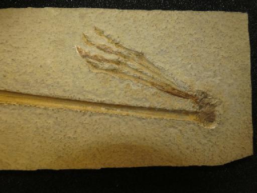 Rhamphorhynchus muensteri Goldfuss, 1831 - PV OR 42737 pterosaur foot counter (2)