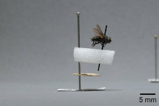 Sarcophaga (Myorhina) nigriventris Meigen, 1826 - 015091807_lateral