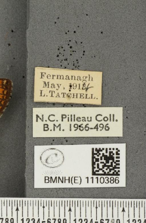 Euphydryas aurinia f. hibernica Birchall, 1873 - BMNHE_1110386_label_51787