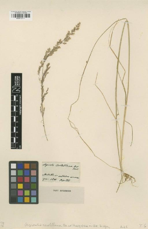 Agrostis castellana Boiss. & Reut. - BM001134114
