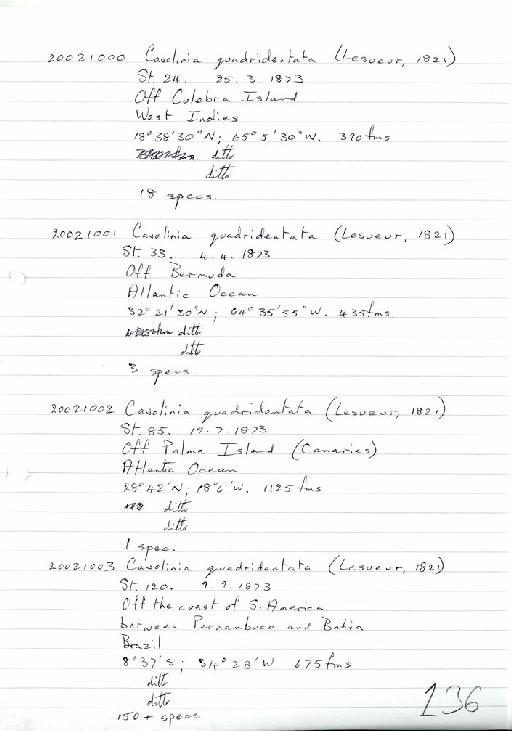 Cavolinia quadridentata (Lesueur, 1821) - Zoology Accessions Register: Mollusca: 2002: page 136