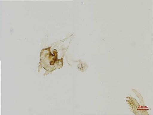 Aphodiinae Leach, 1815 - 010132576__2016_05_25-Scene-5-ScanRegion4