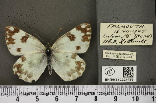 Pontia daplidice (Linnaeus, 1758) - BMNHE_1117489_68931