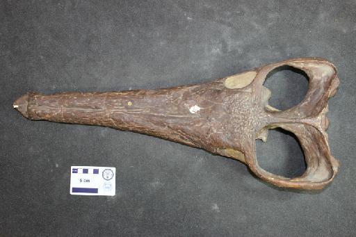 Teleidosaurus calvadosi Deslongchamps, 1866 - R2681-IMG_3322