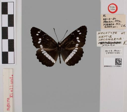 Neptis incongrua Butler - BMNH(E)#1719063_Neptis_incongrua_nguru_Keilland_holotype_male_labels