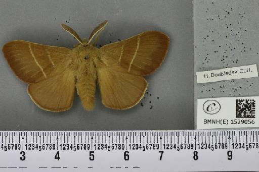 Macrothylacia rubi (Linnaeus, 1758) - BMNHE_1529056_196514