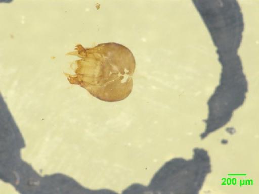 Scaphidiinae Latreille, 1806 - 010189082___1