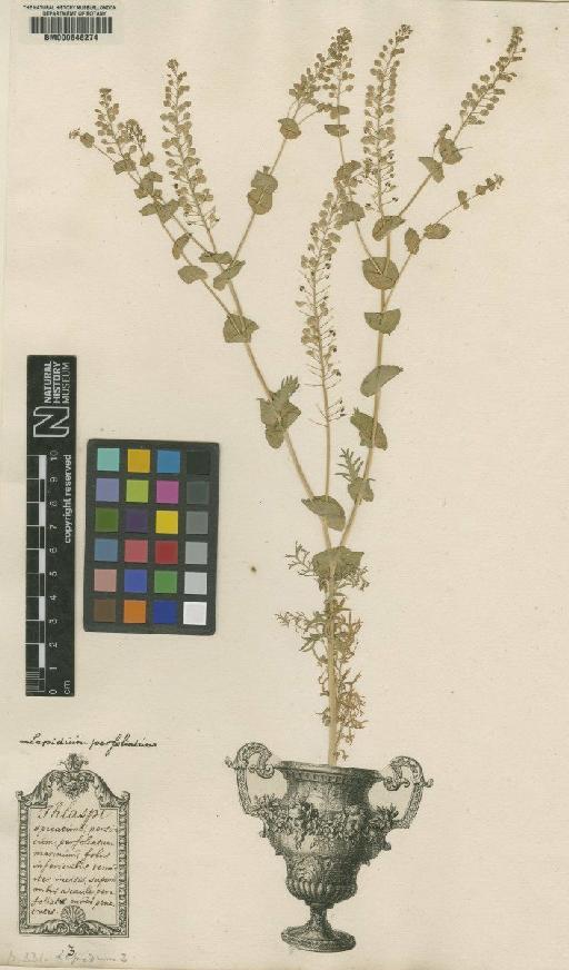 Lepidium perfoliatum L. - BM000646274