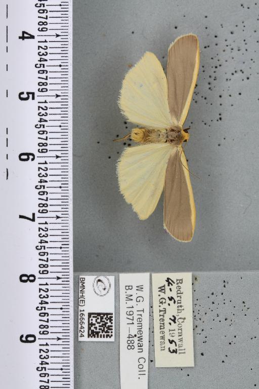 Eilema lurideola (Zincken, 1817) - BMNHE_1666424_288050