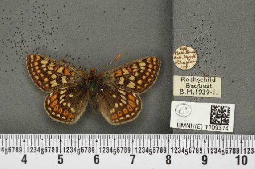Euphydryas aurinia (Rottemburg, 1775) - BMNHE_1109374_50948