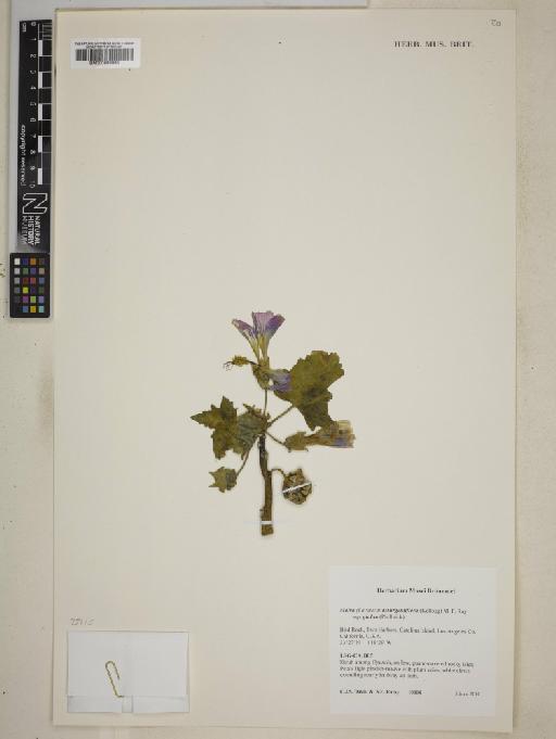 Lavatera assurgentiflora subsp. glabra Philbrick - BM000999995