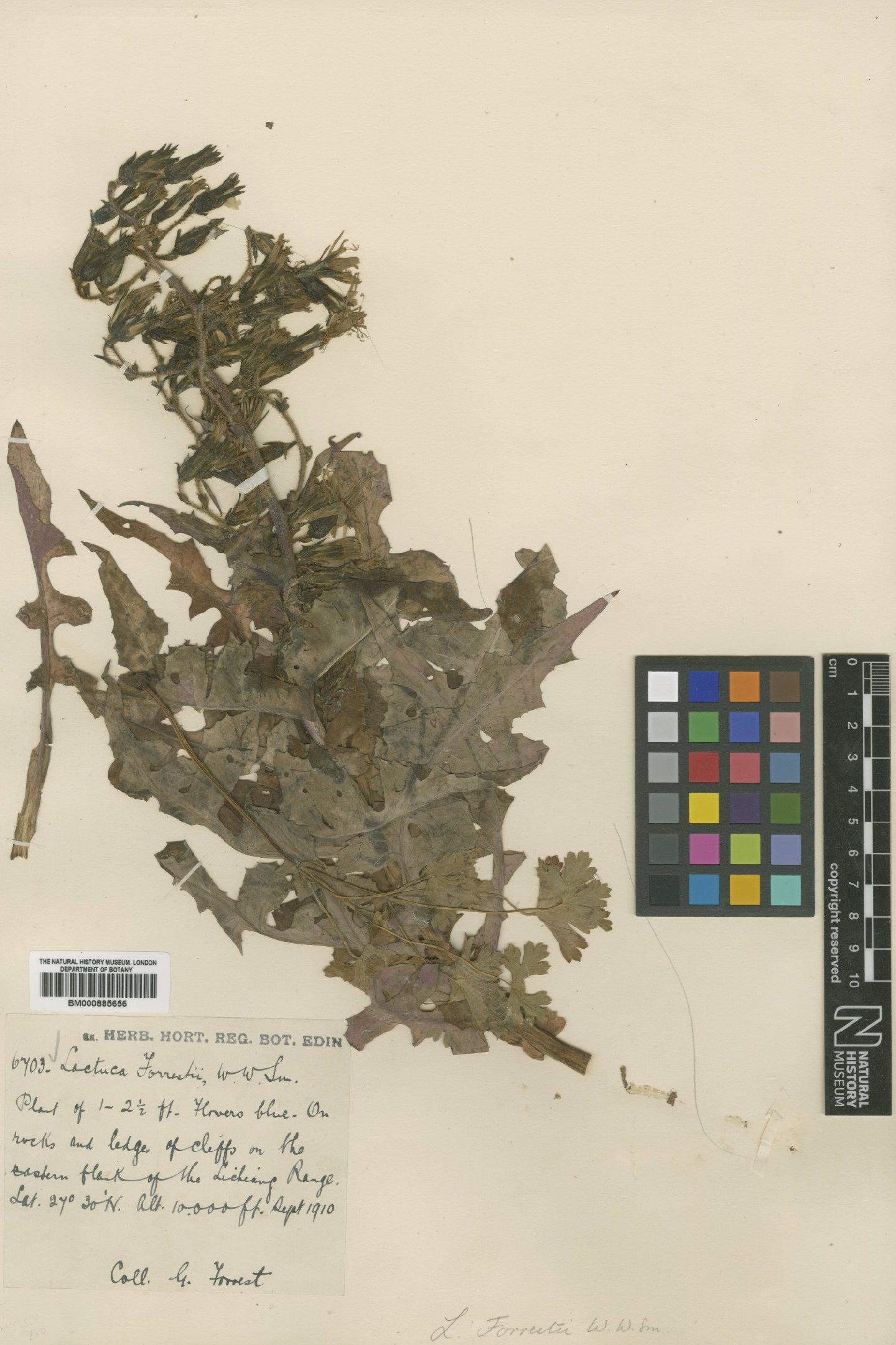 To NHMUK collection (Lactuca forrestii Sm; Type; NHMUK:ecatalogue:4995232)