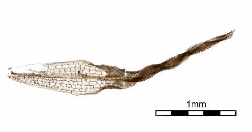 Syrrhopodon platycerii Mitt. - Syrrhopodon platycerii_BM000918845whole leaf.jpg