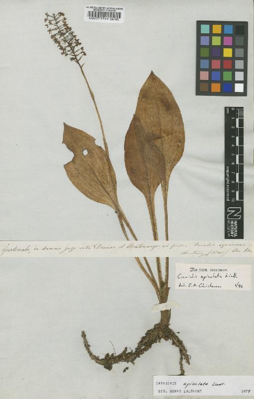Cranichis apiculata Lindl. - BM000061747