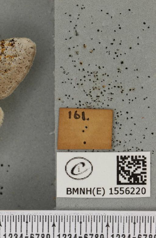 Dicallomera fascelina (Linnaeus, 1758) - BMNHE_1556220_a_label_255988
